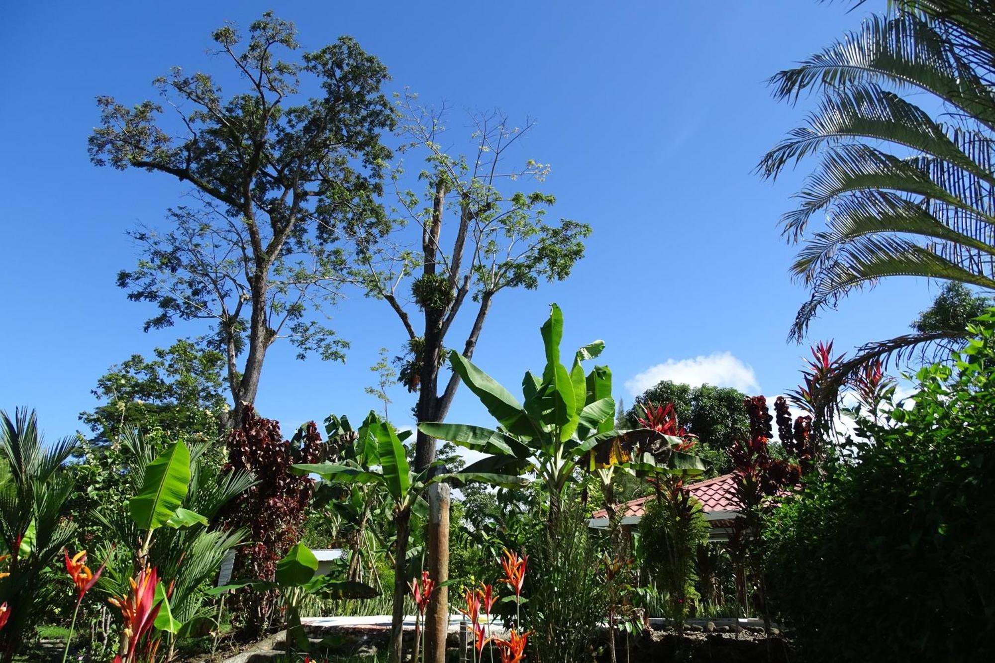 Cabinas Tucanes Lodge Cahuita